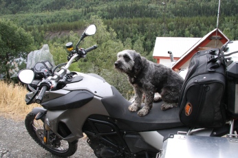 F800GS for the dogs? No, but it is more dirt-bike than adventure.
